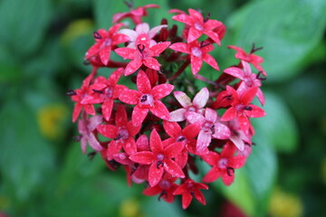red flowers in the garden