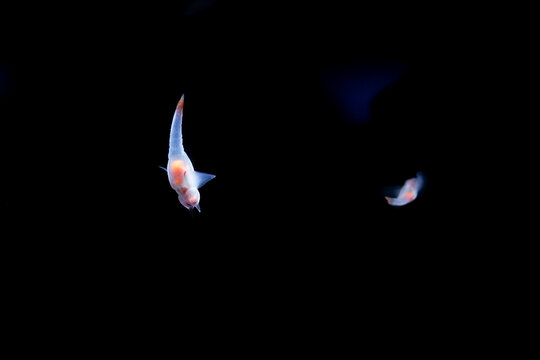 Naked Sea Butterfly or Sea Angel (Clione limacina) with isolated black background
