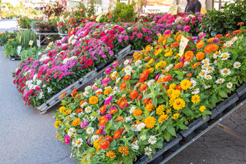 Flower stand at street market in Padua Italy