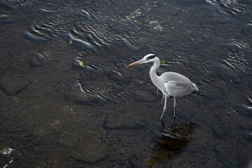 Grey Heron crane stading in the clean drains hunting for fish