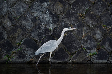 Grey Heron crane stading in the clean drains hunting for fish
