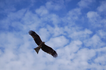 Golden Eagle (Aquila chrysaetos) in flight against blue sky