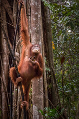 wild orangutan © Hodossy