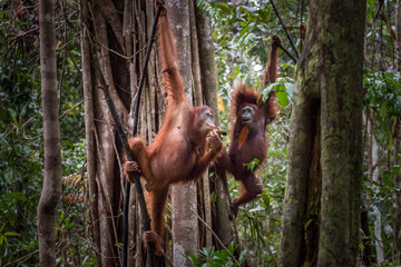 wild orangutans