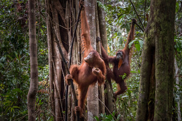 wild orangutans - obrazy, fototapety, plakaty