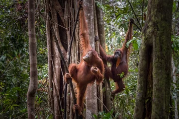 Fototapeten wild orangutans © Hodossy