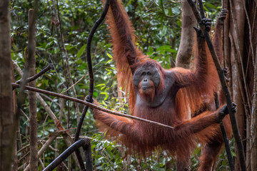 wild male orangutan posing
