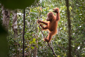 wild baby orangutan