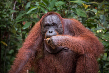 wild orangutan portrait