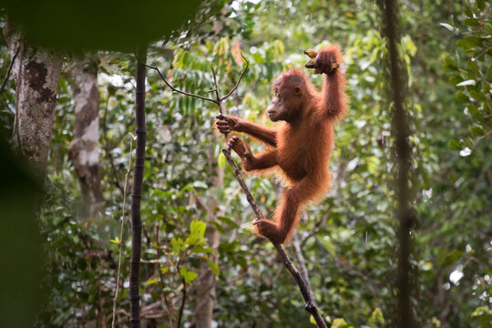 Wild Baby Orangutan