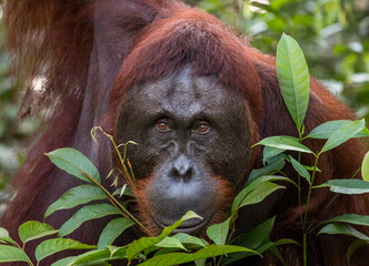 wild orangutan portrait