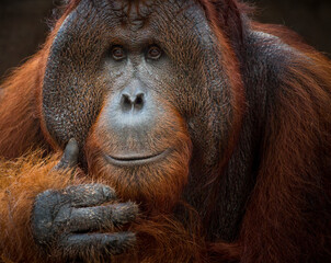 wild old male orangutan portrait - obrazy, fototapety, plakaty