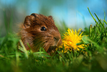 Guinea pig with a dandelion flower in summer