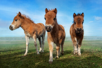 Three little shetland breed pony foals 