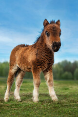 Little shetland breed pony foal 