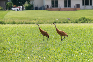 Sandhill Cranes In The Soybean Field
