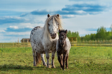 Appaloosa pony mare with a foal in the field in summer