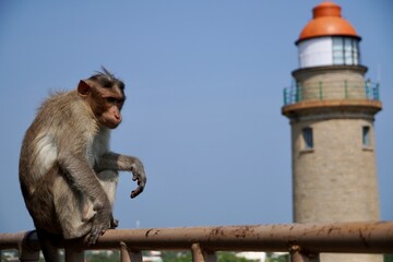 Portrait of young monkey sitting on a steel bar with lighthouse in the background against blue sky background. Sad animal sitting alone.