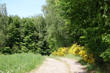 Feldweg bei Nickenich