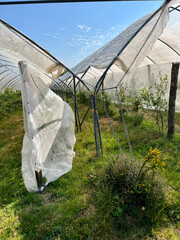 greenhouse in the garden © cyberian94