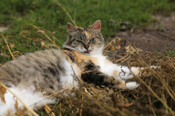 Naklejka na ściany i meble Portrait of a fluffy calico cat with tongue out, resting on a pile of dry weeds.