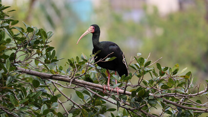 Photograph of a Bare-faced ibis, found in Porto Alegre, Rio Grande do Sul, Brazil.