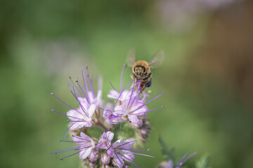 A bee collects nectar on phacelia flowers. There is artistic noise.