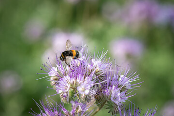 A bee collects nectar on phacelia flowers. There is artistic noise.