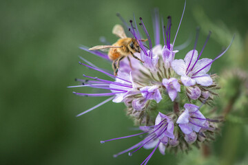 A bee collects nectar on phacelia flowers. There is artistic noise.