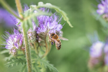 A bee collects nectar on phacelia flowers. There is artistic noise.