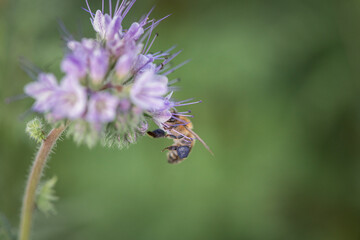 A bee collects nectar on phacelia flowers. There is artistic noise.
