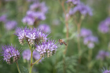 A bee collects nectar on phacelia flowers. There is artistic noise.