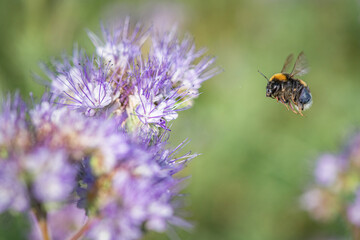 A bee collects nectar on phacelia flowers. There is artistic noise.