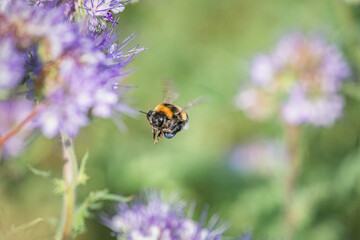 A bee collects nectar on phacelia flowers. There is artistic noise.