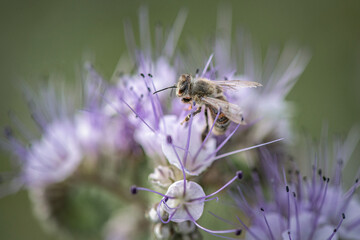 A bee collects nectar on phacelia flowers. There is artistic noise.