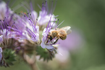 A bee collects nectar on phacelia flowers. There is artistic noise.