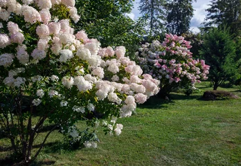 Foto op Canvas Beautiful white-pink bushes of flowering hydrangea paniculata in the design of the northern garden. © okyela