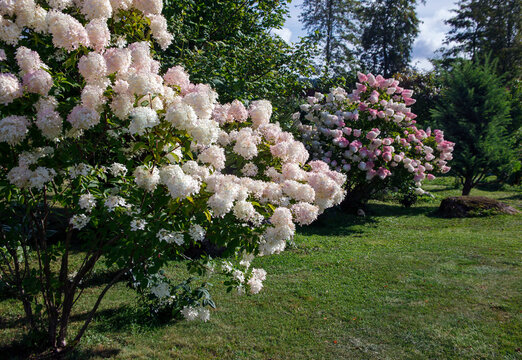 Beautiful white-pink bushes of flowering hydrangea paniculata in the design of the northern garden.