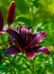 Bright burgundy lily in the garden close-up during the flowering period.
