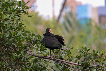 Photograph of a Bare-faced ibis, found in Porto Alegre, Rio Grande do Sul, Brazil.