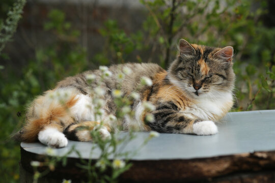 Domestic calico cat relaxes on a gray table in the garden.