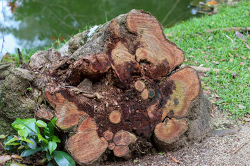 Photograph of a tree trunk found on the shores of the lake.