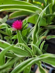 Obraz premium Red Dorotheantheus flower