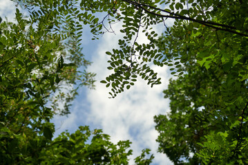 Acacia branch with leaves against cloudy sky