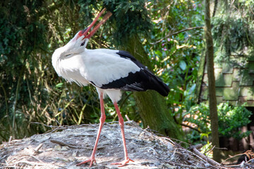 Klapperstorch