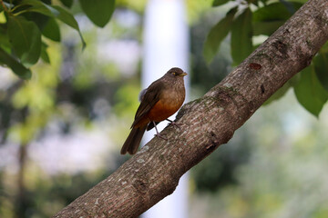 Photograph of a Rufous-bellied thrush found in Porto Alegre, Rio Grande do Sul, Brazil.