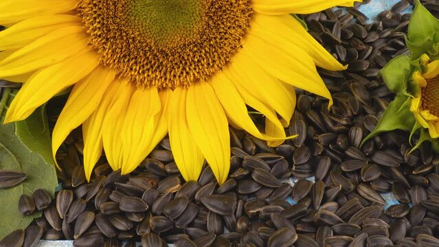 The  fresh disk of a sunflower on sunflower seeds.