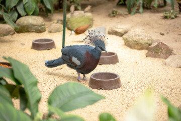 Rotbrust - Kronentaube