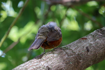 Photograph of a Rufous-bellied thrush found in Porto Alegre, Rio Grande do Sul, Brazil.