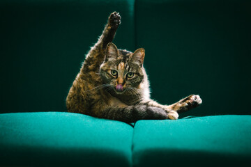 Cat Cleaning Itself